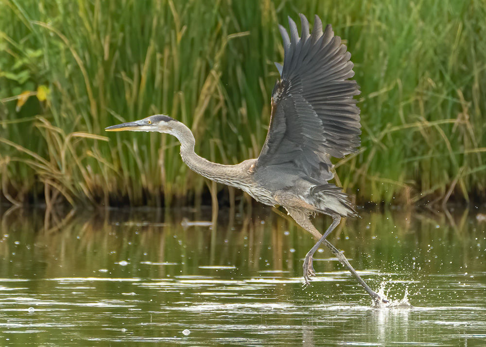 Wayne Zussman photo of blue heron flying